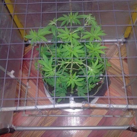Blueberry Kush #2 growlog timeline photo