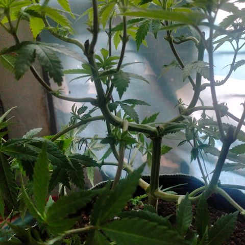 Blueberry Kush #2 growlog timeline photo