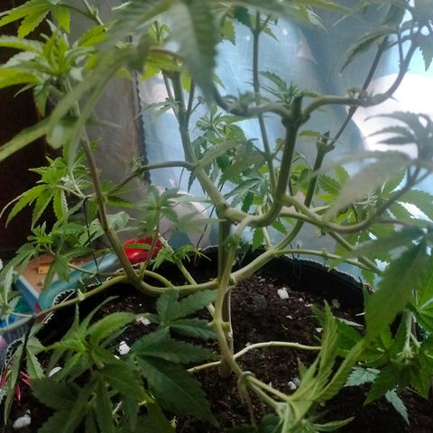 Blueberry Kush #2 growlog timeline photo