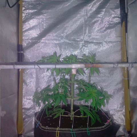 Blueberry Kush #2 growlog timeline photo