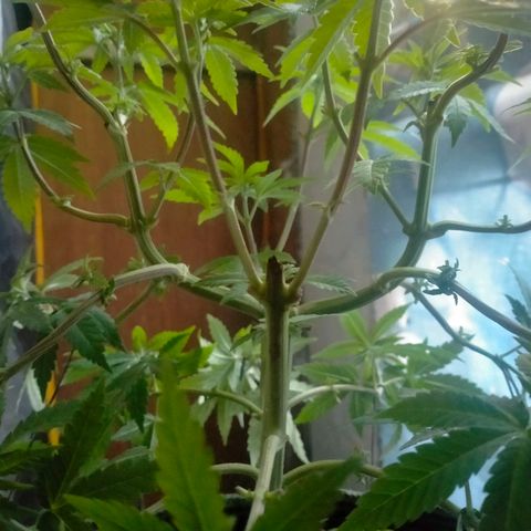 Blueberry Kush #2 growlog timeline photo
