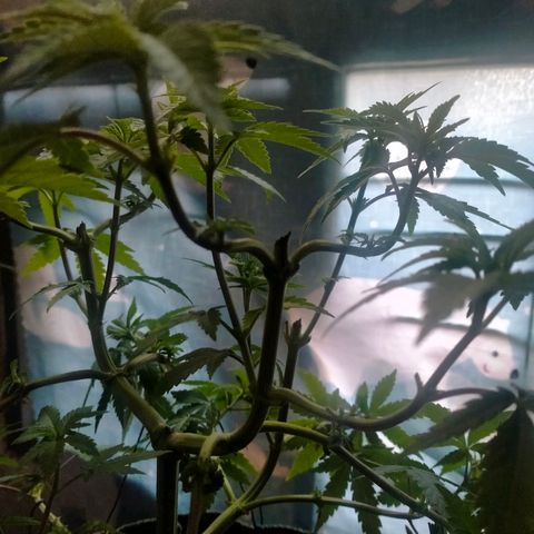 Blueberry Kush #2 growlog timeline photo
