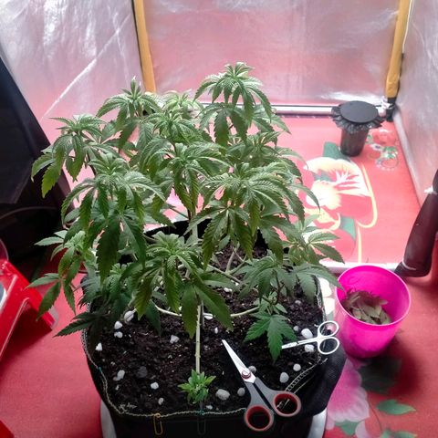 Blueberry Kush #2 growlog timeline photo