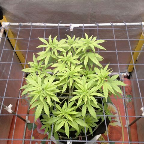 Blueberry Kush #2 growlog timeline photo