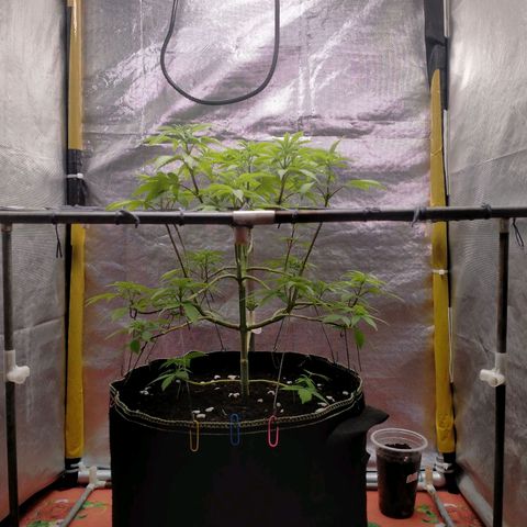Blueberry Kush #2 growlog timeline photo
