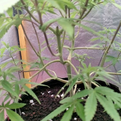 Blueberry Kush #2 growlog photo: Sign