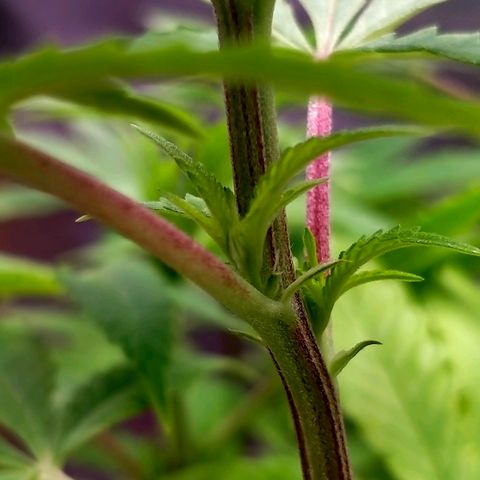 Blueberry Kush #2 growlog photo: Sign
