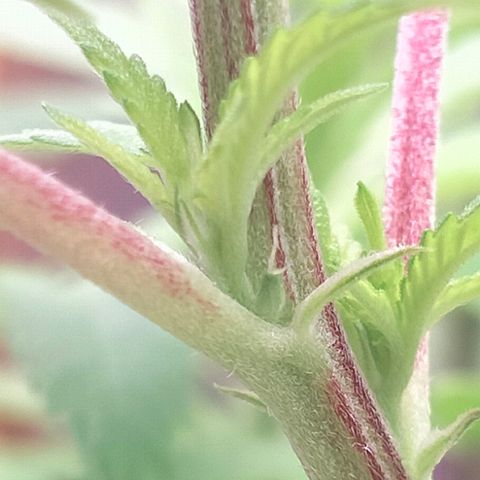 Blueberry Kush #2 growlog photo: Sign