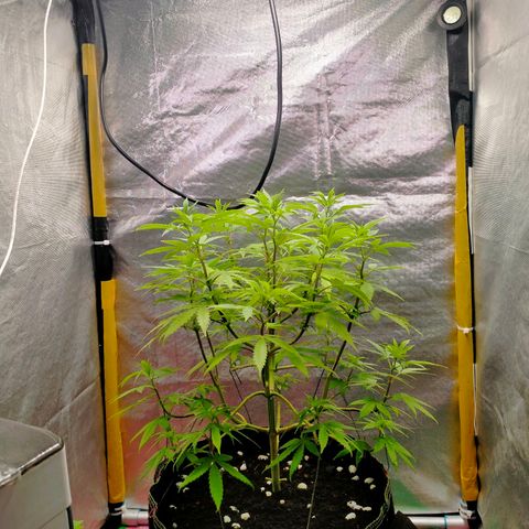 Blueberry Kush #2 growlog photo: Sign