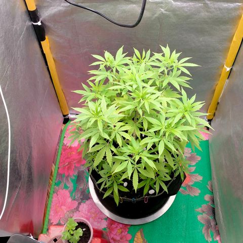 Blueberry Kush #2 growlog photo: Sign