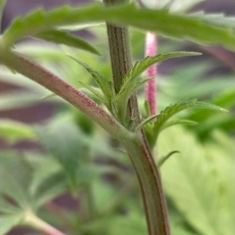Blueberry Kush #2 growlog photo: Sign