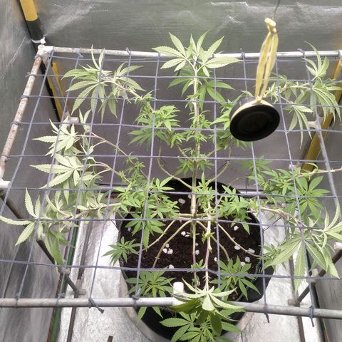 Blueberry Kush #2 growlog timeline photo