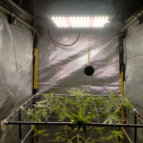 Blueberry Kush #2 growlog timeline photo
