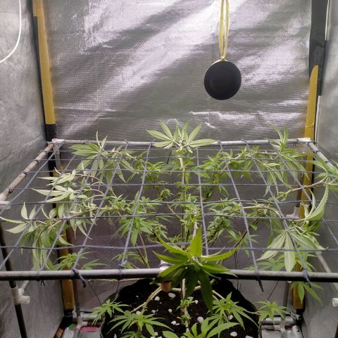 Blueberry Kush #2 growlog timeline photo