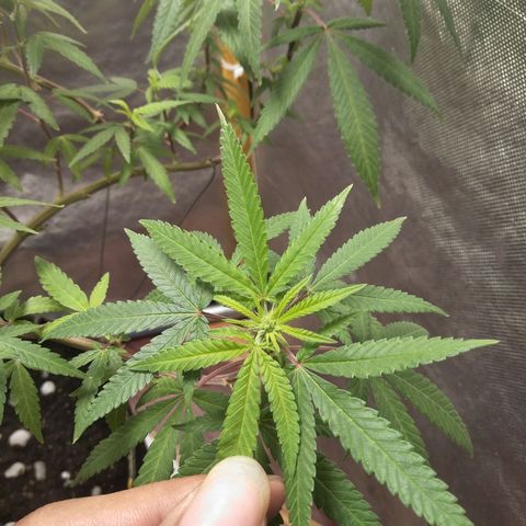 Blueberry Kush #2 growlog timeline photo