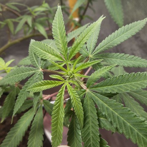Blueberry Kush #2 growlog timeline photo