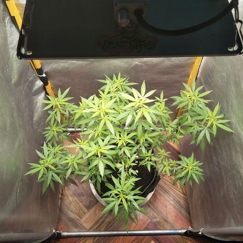 Blueberry Kush #2 growlog timeline photo
