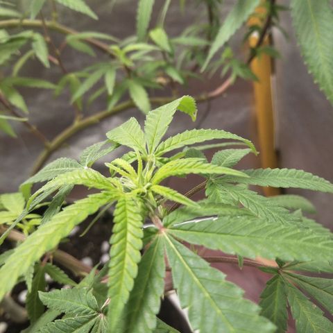 Blueberry Kush #2 growlog timeline photo