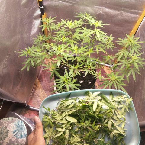 Blueberry Kush #2 growlog timeline photo
