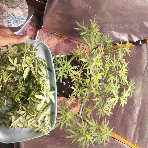 Blueberry Kush #2 growlog timeline photo