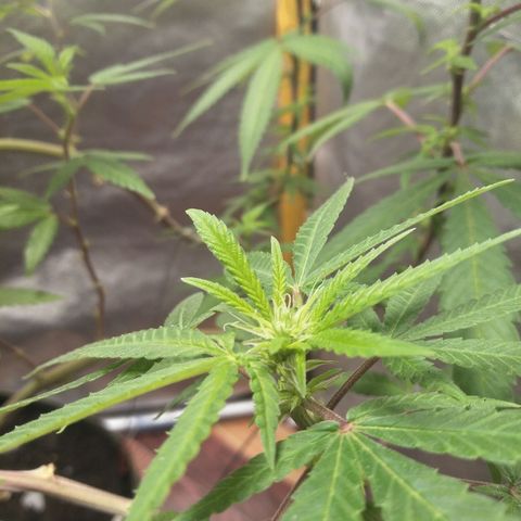 Blueberry Kush #2 growlog timeline photo
