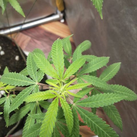 Blueberry Kush #2 growlog timeline photo