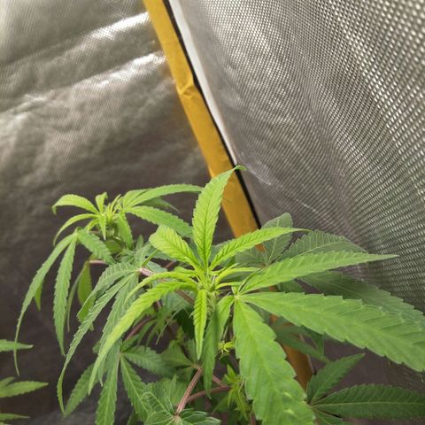 Blueberry Kush #2 growlog timeline photo