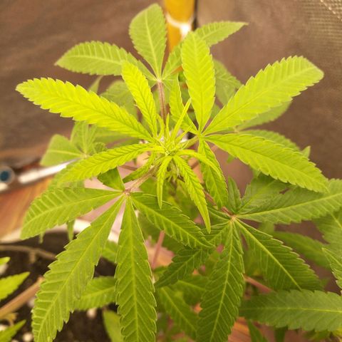 Blueberry Kush #2 growlog timeline photo
