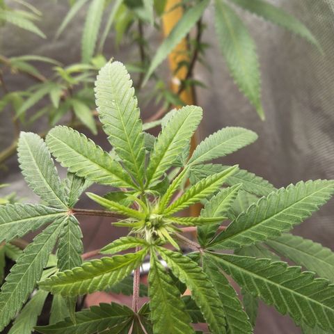 Blueberry Kush #2 growlog timeline photo
