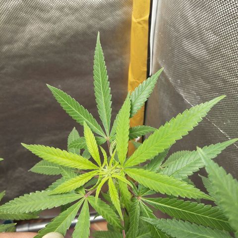 Blueberry Kush #2 growlog timeline photo