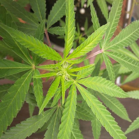 Blueberry Kush #2 growlog timeline photo