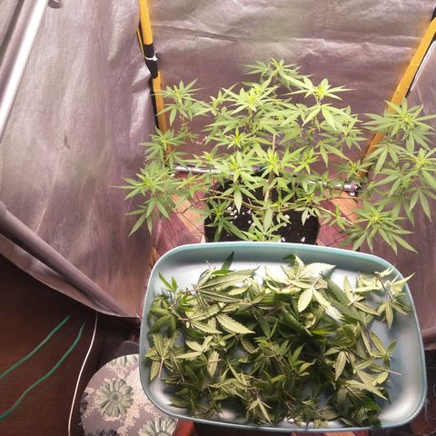 Blueberry Kush #2 growlog timeline photo