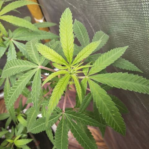 Blueberry Kush #2 growlog timeline photo