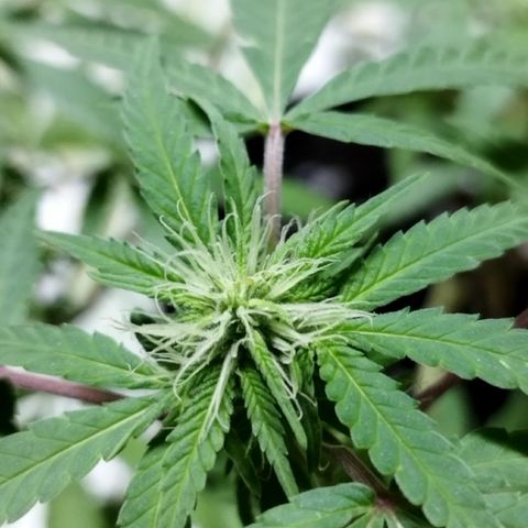 Blueberry Kush #2 growlog timeline photo