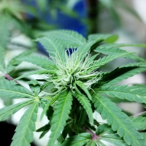 Blueberry Kush #2 growlog timeline photo