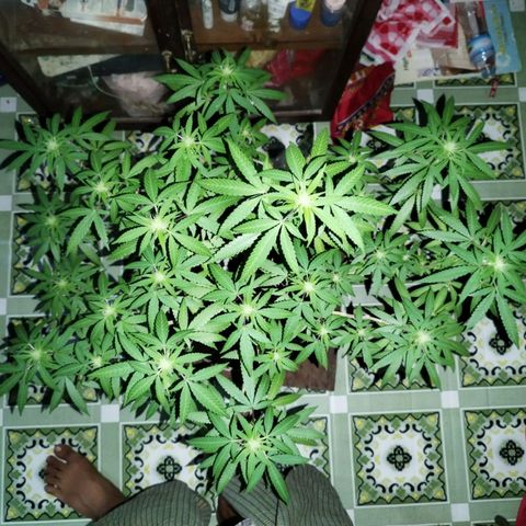 Blueberry Kush #2 growlog timeline photo