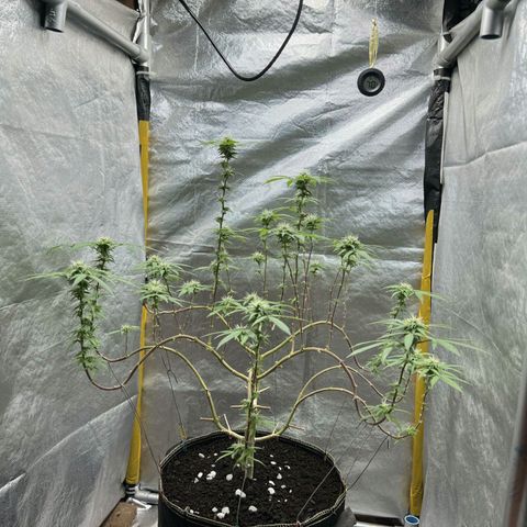 Blueberry Kush #2 growlog timeline photo