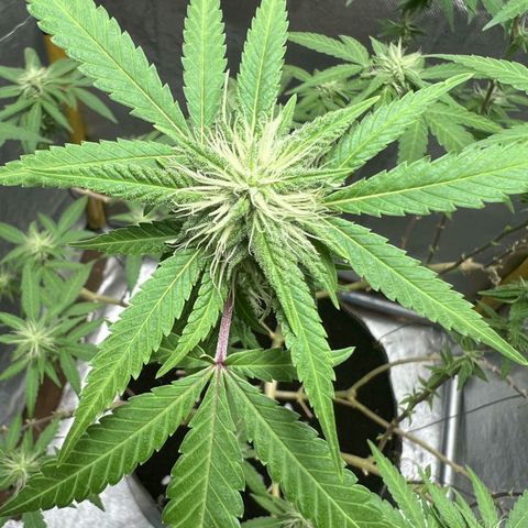 Blueberry Kush #2 growlog timeline photo