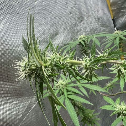 Blueberry Kush #2 growlog timeline photo