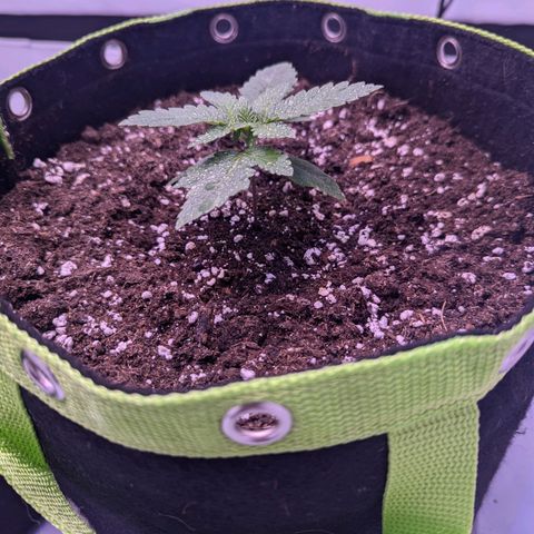 Royal Runtz growlog timeline photo