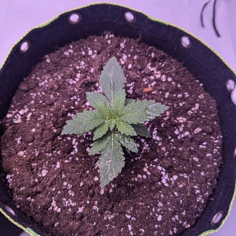 Royal Runtz growlog timeline photo