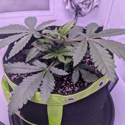Royal Runtz growlog timeline photo