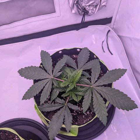 Royal Runtz growlog timeline photo