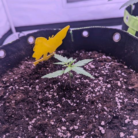Orion growlog timeline photo