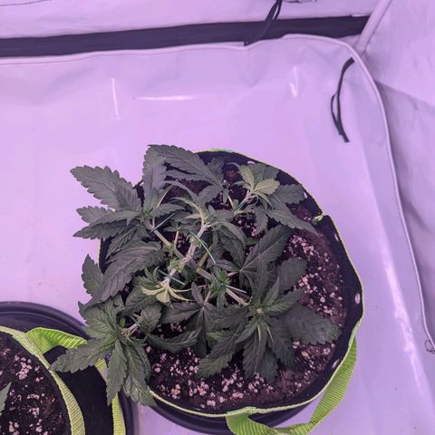 Royal Runtz growlog timeline photo
