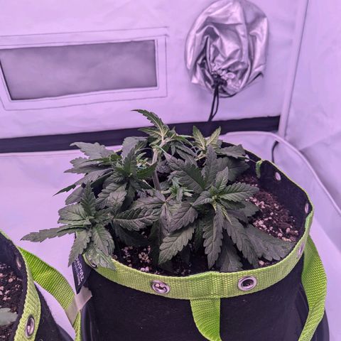 Royal Runtz growlog timeline photo