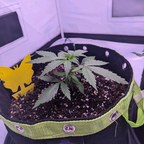 Orion growlog timeline photo