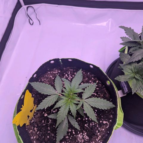 Orion growlog timeline photo