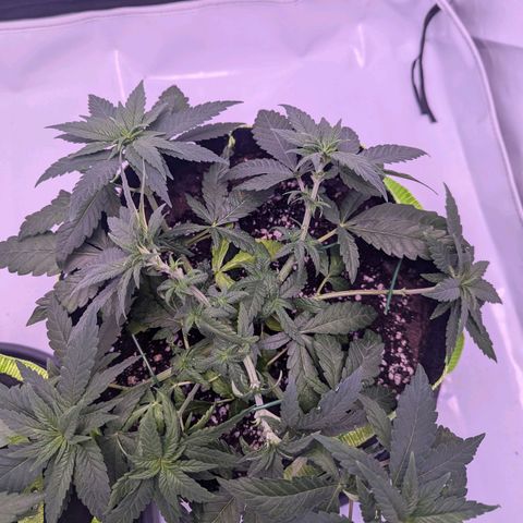 Royal Runtz growlog timeline photo