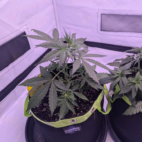 Orion growlog timeline photo